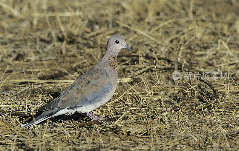 笑鸽(Spilopelia senegalensis)是撒哈拉以南非洲的一种小鸽子。肯尼亚桑布鲁国家保护区